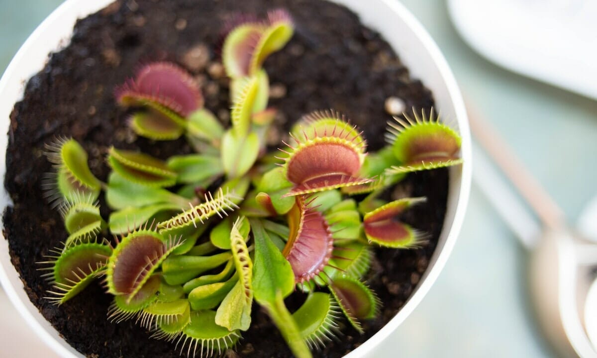 Per dire addio a zanzare e mosche compriamo queste 2 piante