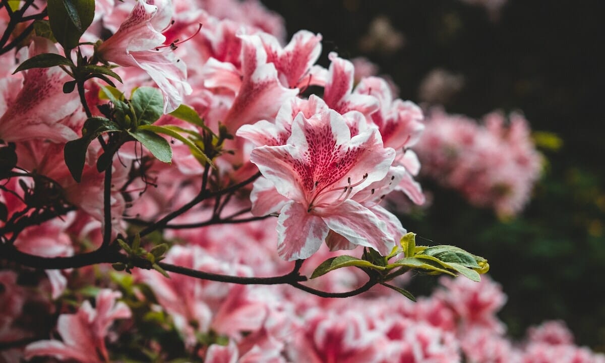 Perché l’azalea è la pianta portafortuna
