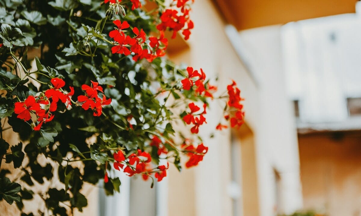 Piante ricadenti per abbellire terrazzi e balconi