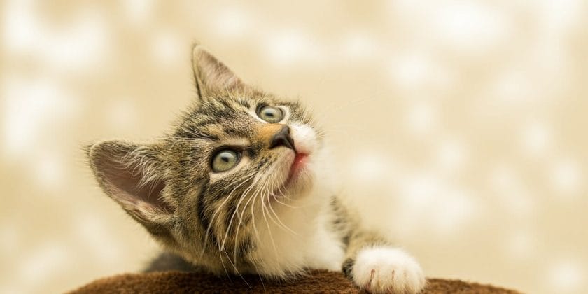 Pipì di gatto, cosa usare per eliminare il cattivo odore-proiezionidiborsa.it