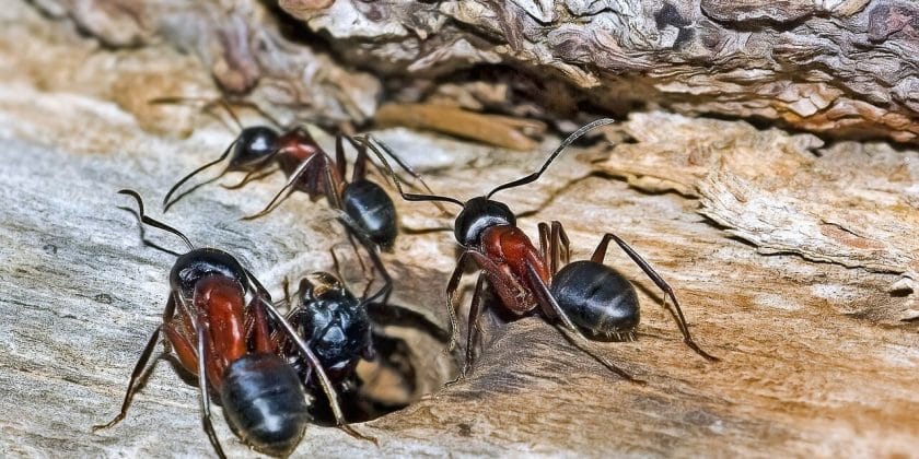 Rimedi ecologici per allontanare le formiche-proiezionidiborsa.it