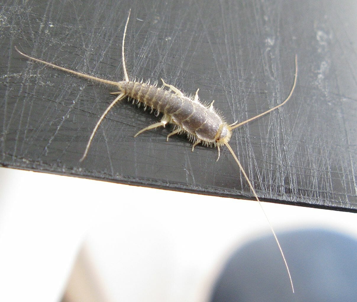 Addio pesciolini d’argento in casa-foto da wikipedia