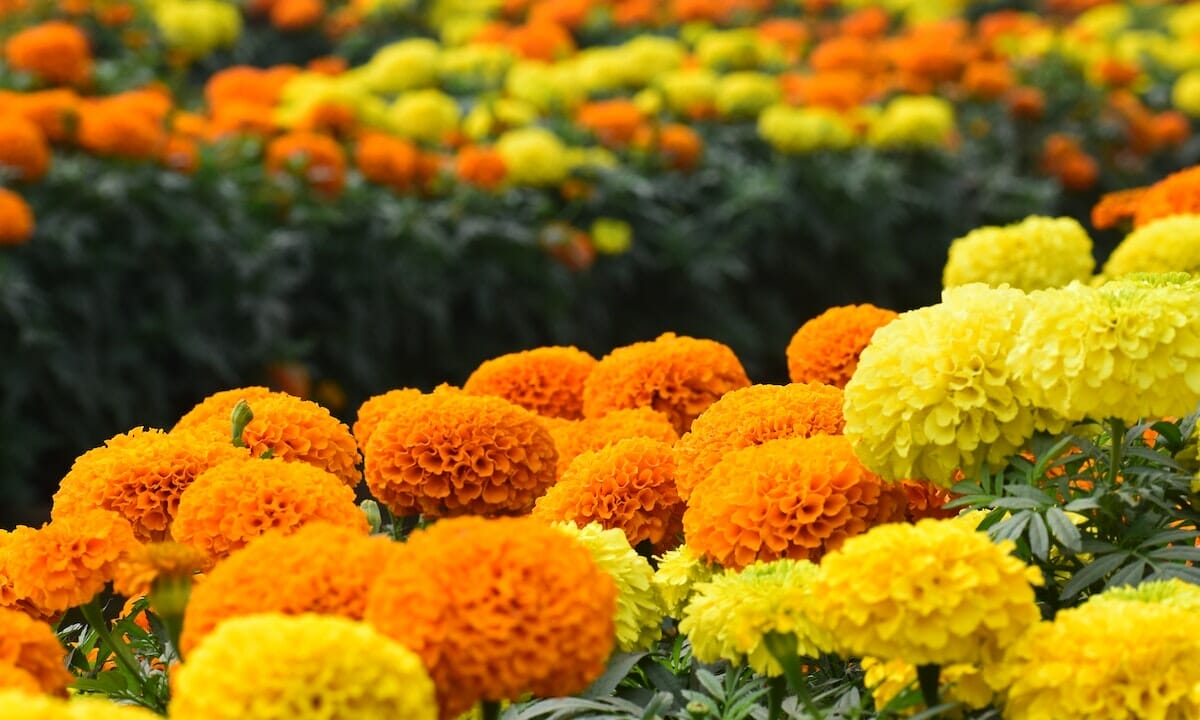 Addio zanzare con questa pianta meravigliosa