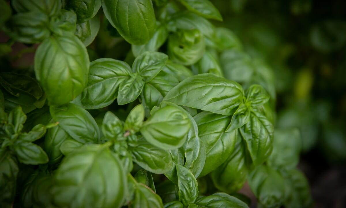 Hai il basilico in giardino