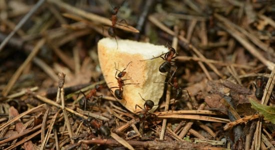 I gusci d'ova per tenere le formiche lontane-proiezionidiborsa.it