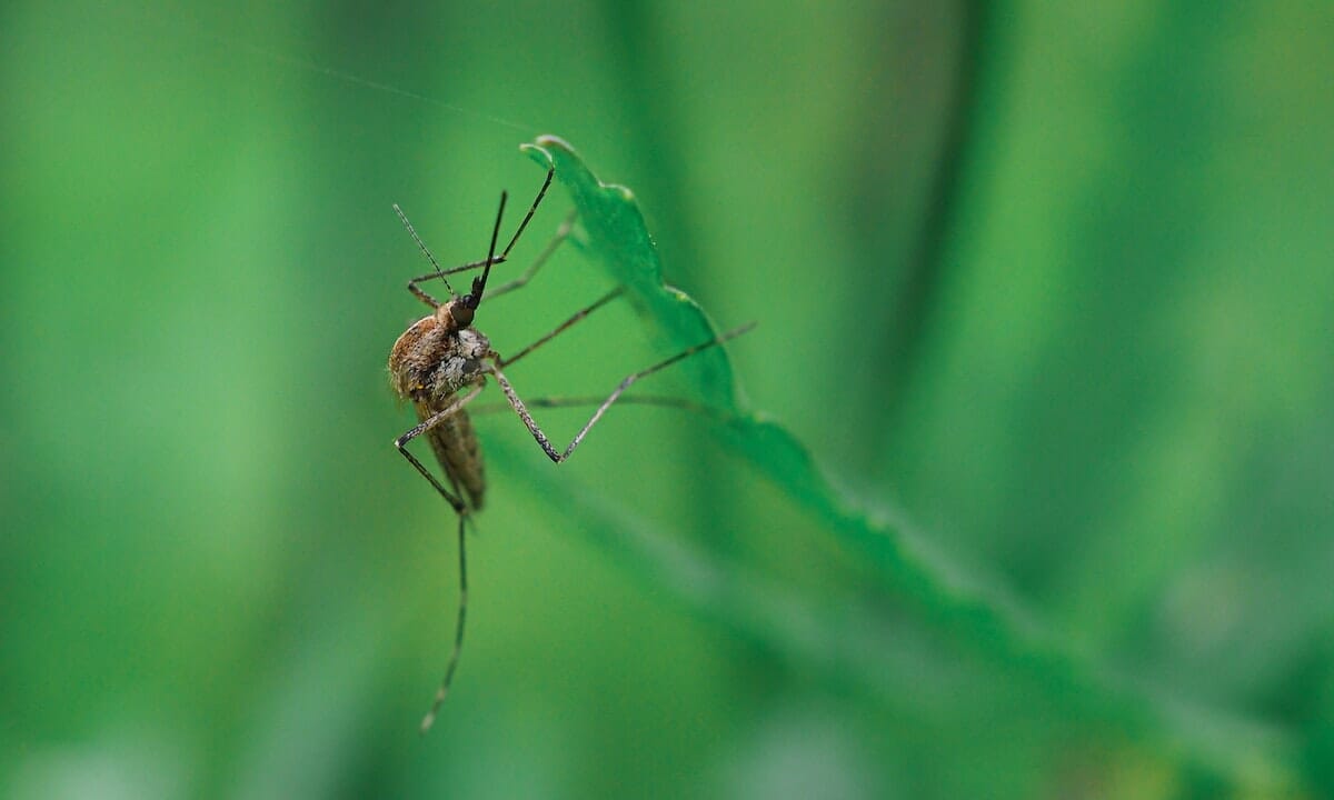 Killer delle zanzare
