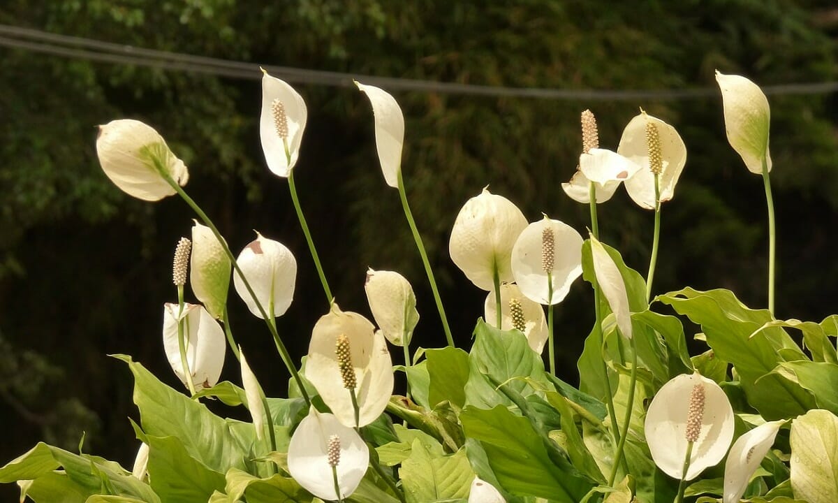 Lunga vita allo spatifillo