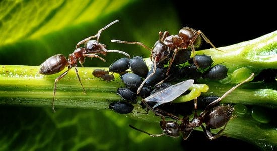 Mai più afidi e formiche sulle piante-proiezionidiborsa.it