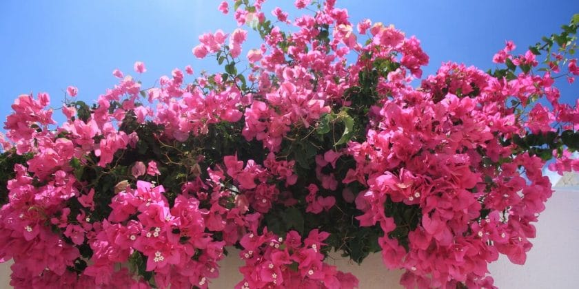 Piante belle che fioriscono tutto l’anno-bouganville-proiezionidiborsa.it