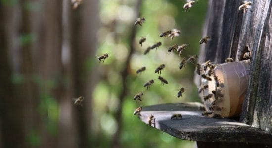 Come allontanare api e vespe-proiezionidiborsa.it
