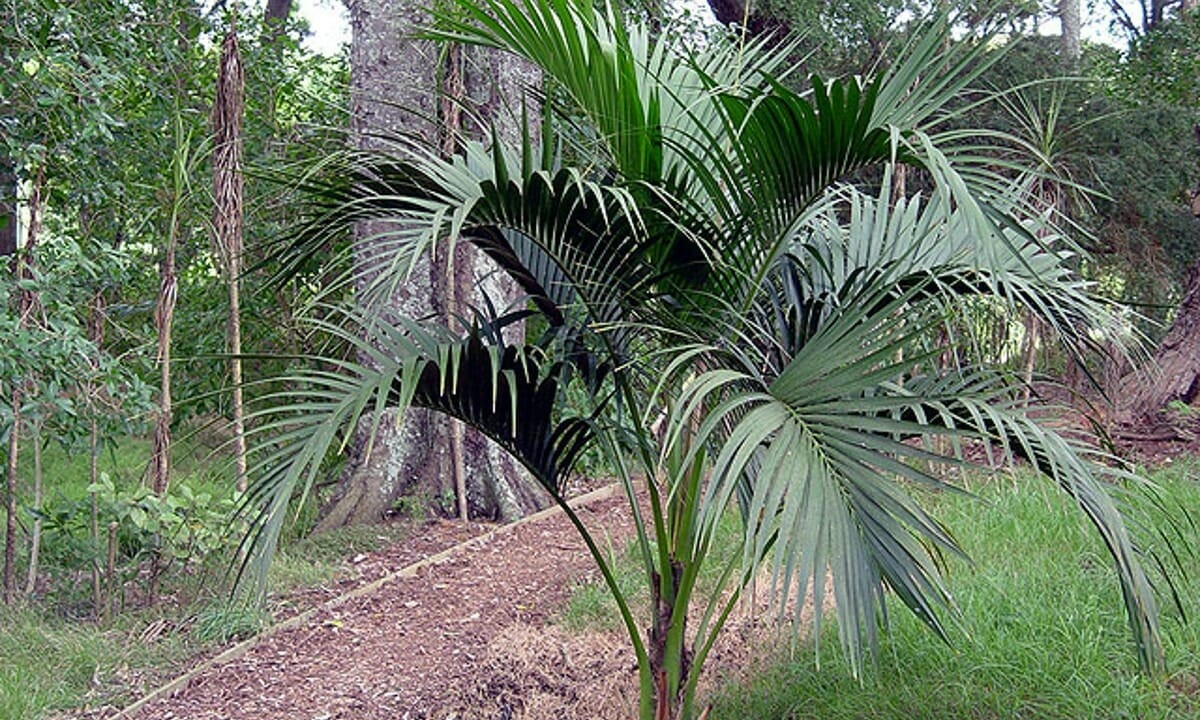 Kenzia-tanetahi, CC BY 2.0, attraverso Wikimedia Commons