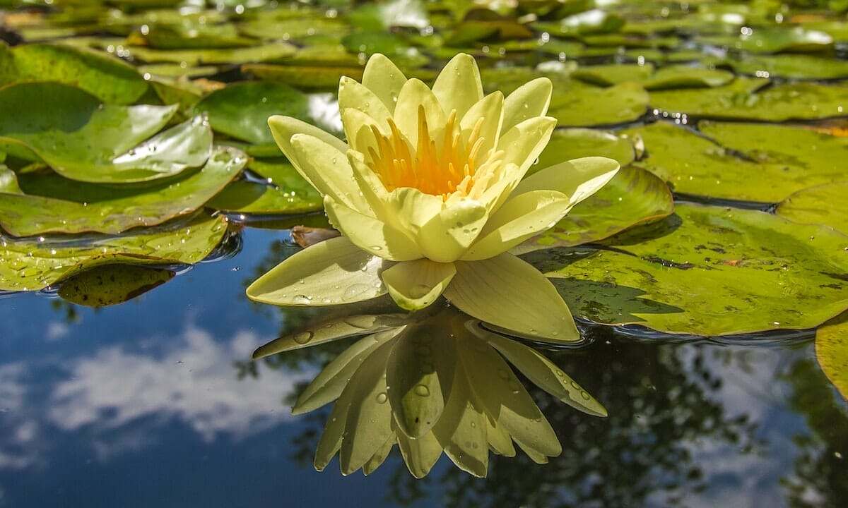 La pianta più bella per abbellire