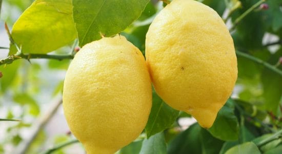 Pianta di limoni rigogliosa e dai frutti grossi e succosi-proiezionidiborsa.it