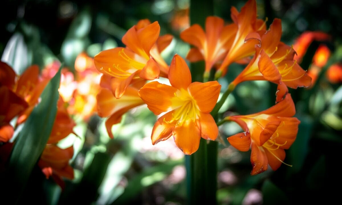 Piante che non possono mancare in casa