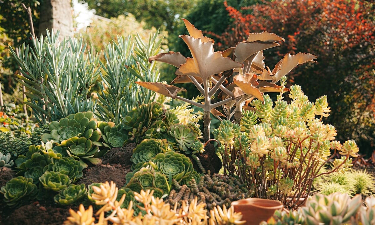 Piante da esterno che resistono a sole e freddo