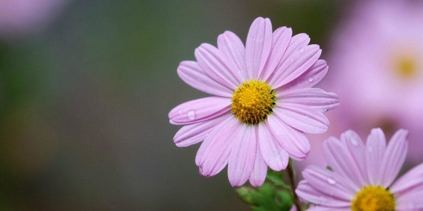 Basta un fiore prodigioso per scacciare afidi, parassiti e insetti-crisantemo della Dalmazia-proiezionidiborsa.it