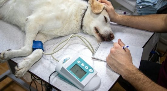 Costi della sterilizzazione di un cane-proiezionidiborsa.it
