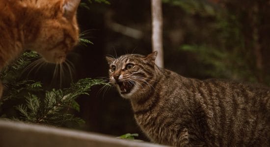 La classifica delle razze di gatto più aggressive
