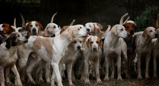 Razze di cani che costano molto-Foto da pixabay.com