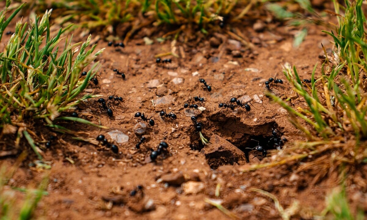 Tenere lontani scarafaggi e formiche