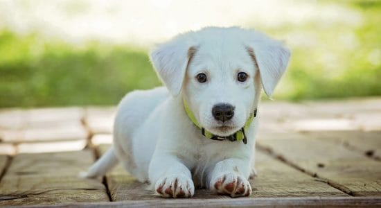 I costi per mantenere un cane-Foto da pixabay.com