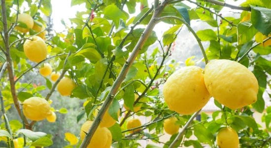 Pianta di limone-Foto da pixabay.com
