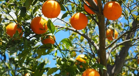 Raccogliere frutta dagli alberi pubblici-Foto da pixabay.com