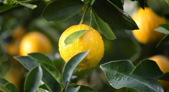 3 riutilizzi dei semi del limone-Foto da pixabay.com