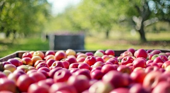 Una specie di mele tutta italiana da accumulare nel carrello-Foto da pixabay.com