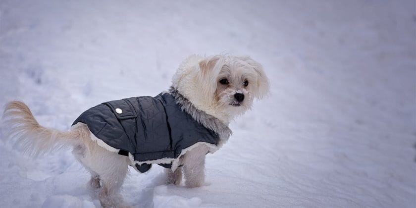 Cappotto per cani di piccola taglia-Foto da pixabay.com