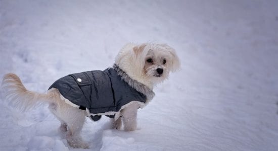 Cappotto per cani di piccola taglia-Foto da pixabay.com