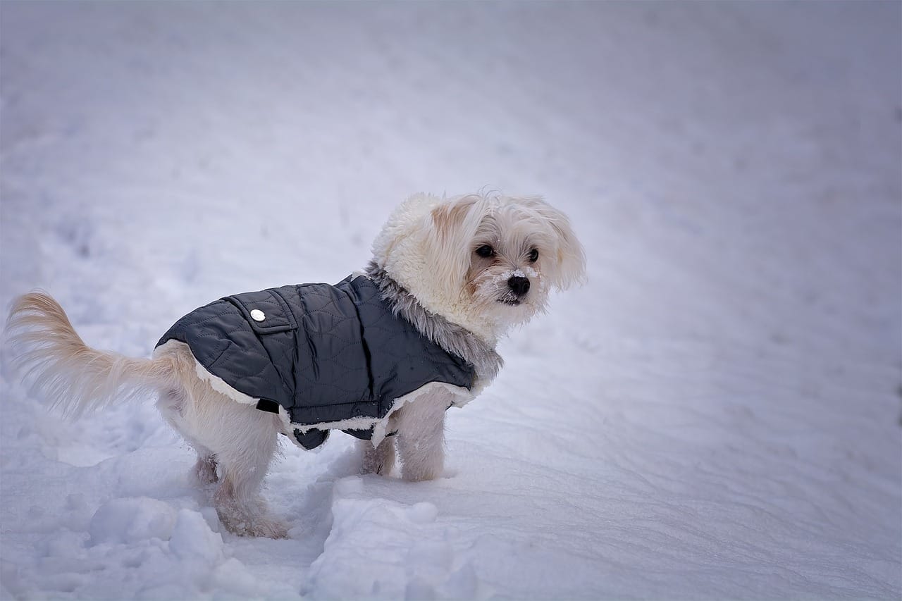 Cappotto per cani di piccola taglia: il prezzo di alcuni modelli e quando  metterlo a Fido