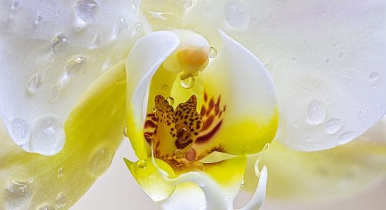 Ecco il perfetto concime casalingo per far fiorire l’orchidea-Foto da pixabay.com