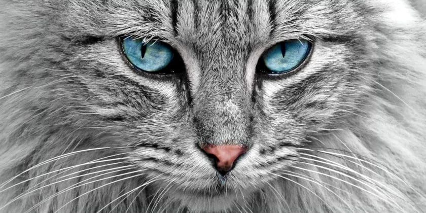 I gatti più belli del Mondo in mostra in Italia-Foto da pixabay.com