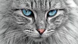I gatti più belli del Mondo in mostra in Italia-Foto da pixabay.com