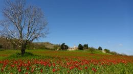 Posti dei tulipani in Italia