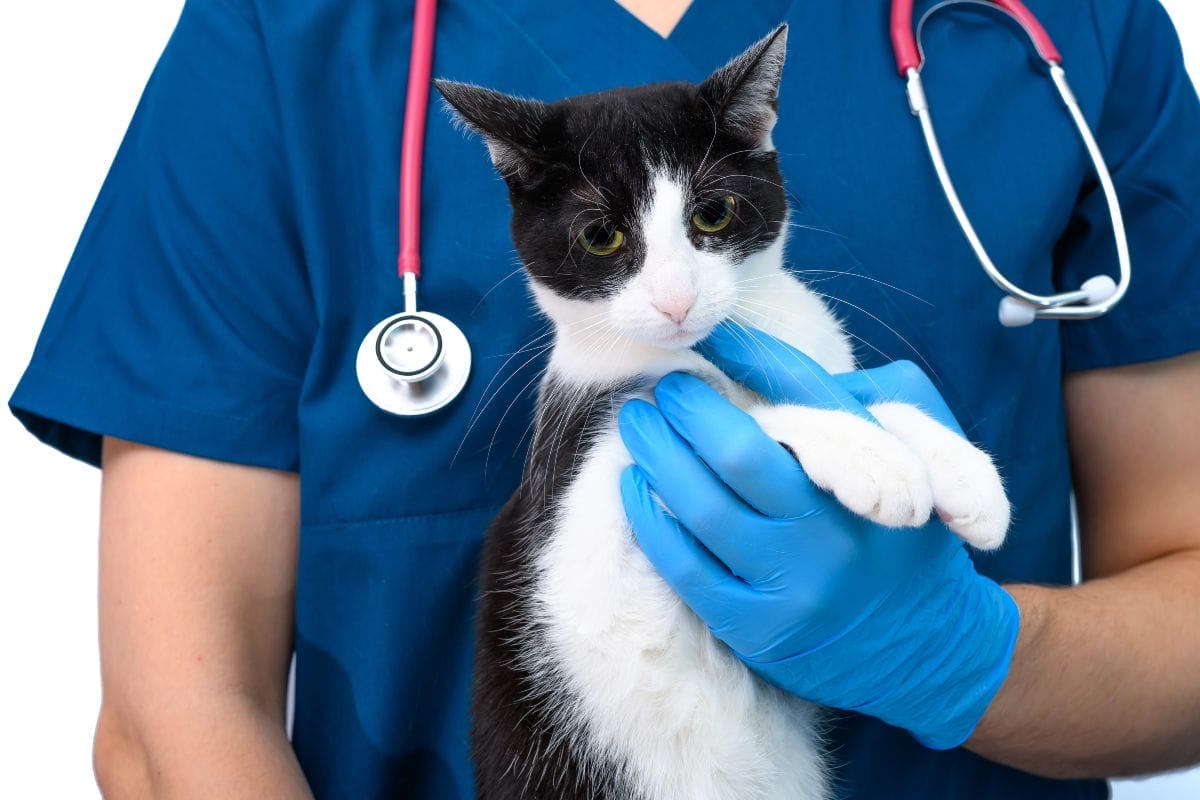 Bonus animali domestici confermato per il 2025: requisiti e modalità di accesso